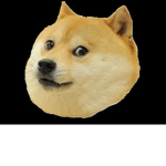 he doge team group