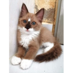 Kittysfans