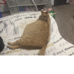 The cat ugly fans