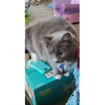 KitKatKitties