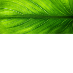 ZAZA_445