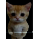 EL GATO GANG!