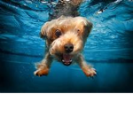 dog water$