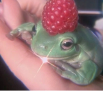YesYesFrogs