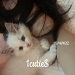 1cutie$