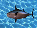 Fish Inc. Official
