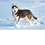 Animals Are Amazing