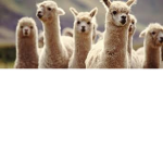 THE LLAMA PALACE