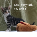 cats im a kitty cat and a meow