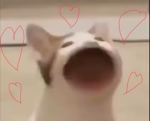 The cats cool and cool ppl and cool idk