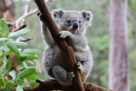 The Koala Village