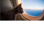 Cat airways!