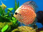 fishiessssssssssss