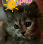 _Furball_The_Cat_Fan_Group_
