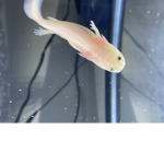 Trixy•The•Axolotl