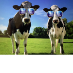 ~ . Cow Buddies . ~