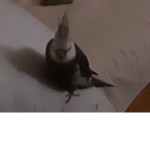 Speppins Paolo e diego