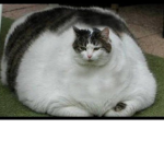 Fat Cats Tend To Be Kawaii
