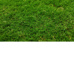 Grass people of Roblox