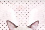 ;; mochia <3