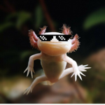 The Daring Axolotls!