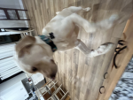 My pet Harley