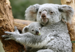 The Koala Developer Society