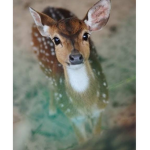 EAR_DEER