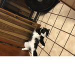 The Cool Kitty's