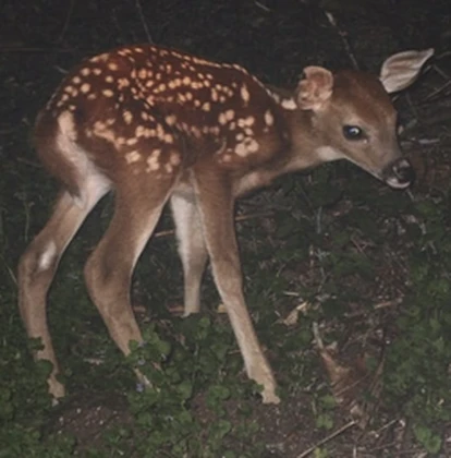 LostFawn Roblox group icon
