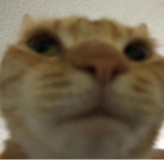сute
