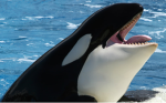 Orca Imperio