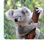 Koalas Games