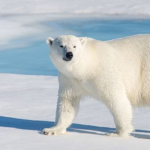 a celebration of polar bears