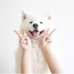 The Dog Army! ;)