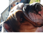 My dog Fiona