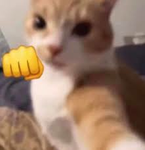 jqn