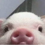 Piggies C: