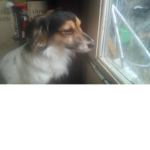 Patches The Dog