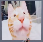 the_cats_gang