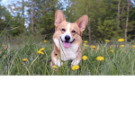 i love dogs group <3