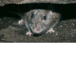 Rat Meeting Cave