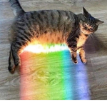 RAINBOW KITTEN