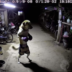 Dog people like woof woof animals