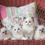 Cute Friends kittens Group