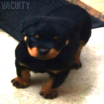 vacuitу