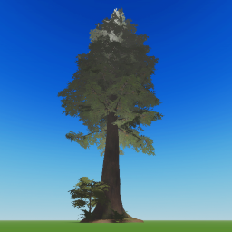My tree