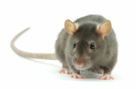 BEAUTIFUL RATZ
