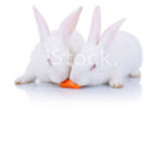 Bunny Family Bunny Organization