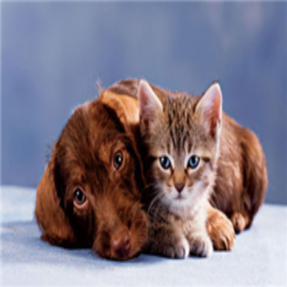 cat & dog Roblox decal